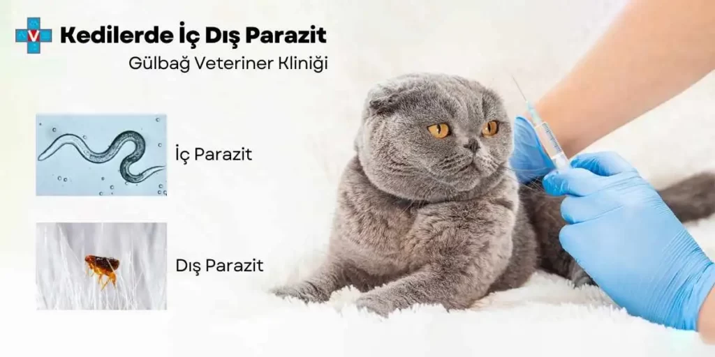 Kedilerde İç Dış Parazit Aşısı