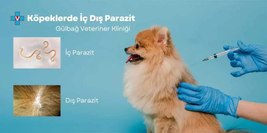 Köpeklerde iç dış parazit aşısı