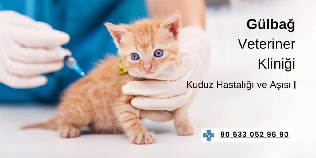 Hekim tarafından aşı vurulan kedi