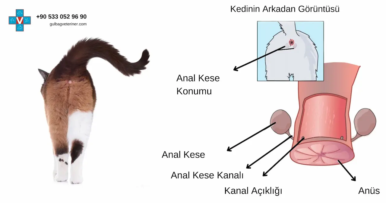 Kedilerde anal kese görüntüsü