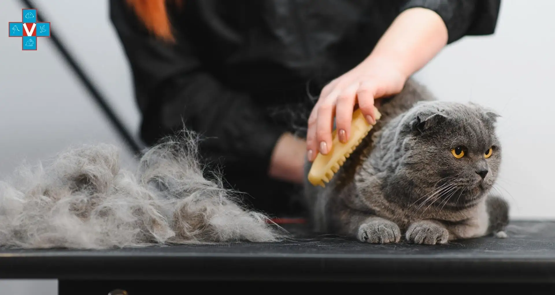 Kedinin tüylerini tarayan veteriner hekim ve dökülen tüyleri gösteren bir fotoğraf