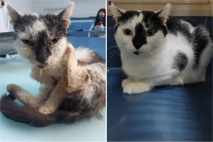 Kedilerde Uyuz Tedavisi Öncesi ve Sonrasına ait görsel