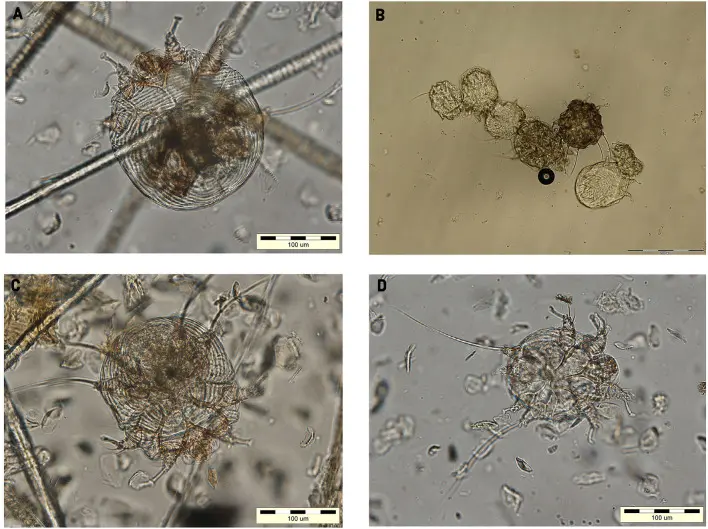 Kedi Uyuzuna Neden Akarların 100x yakınlaştırılmış görüntüsü
